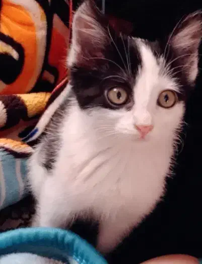 گربه نر|گربه|زنجان, |دیوار