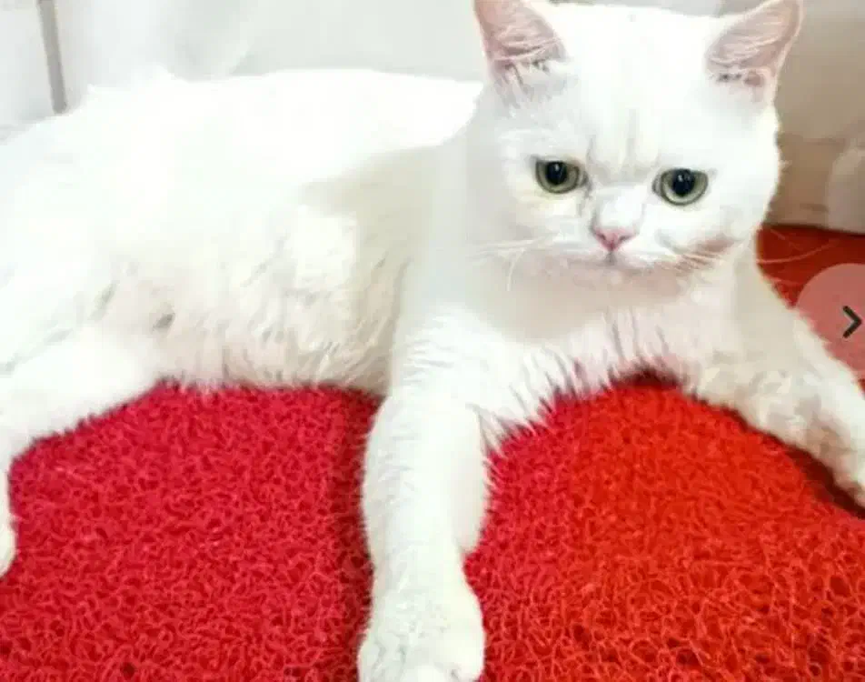 گربه فروشی|گربه|نرماشیر, |دیوار