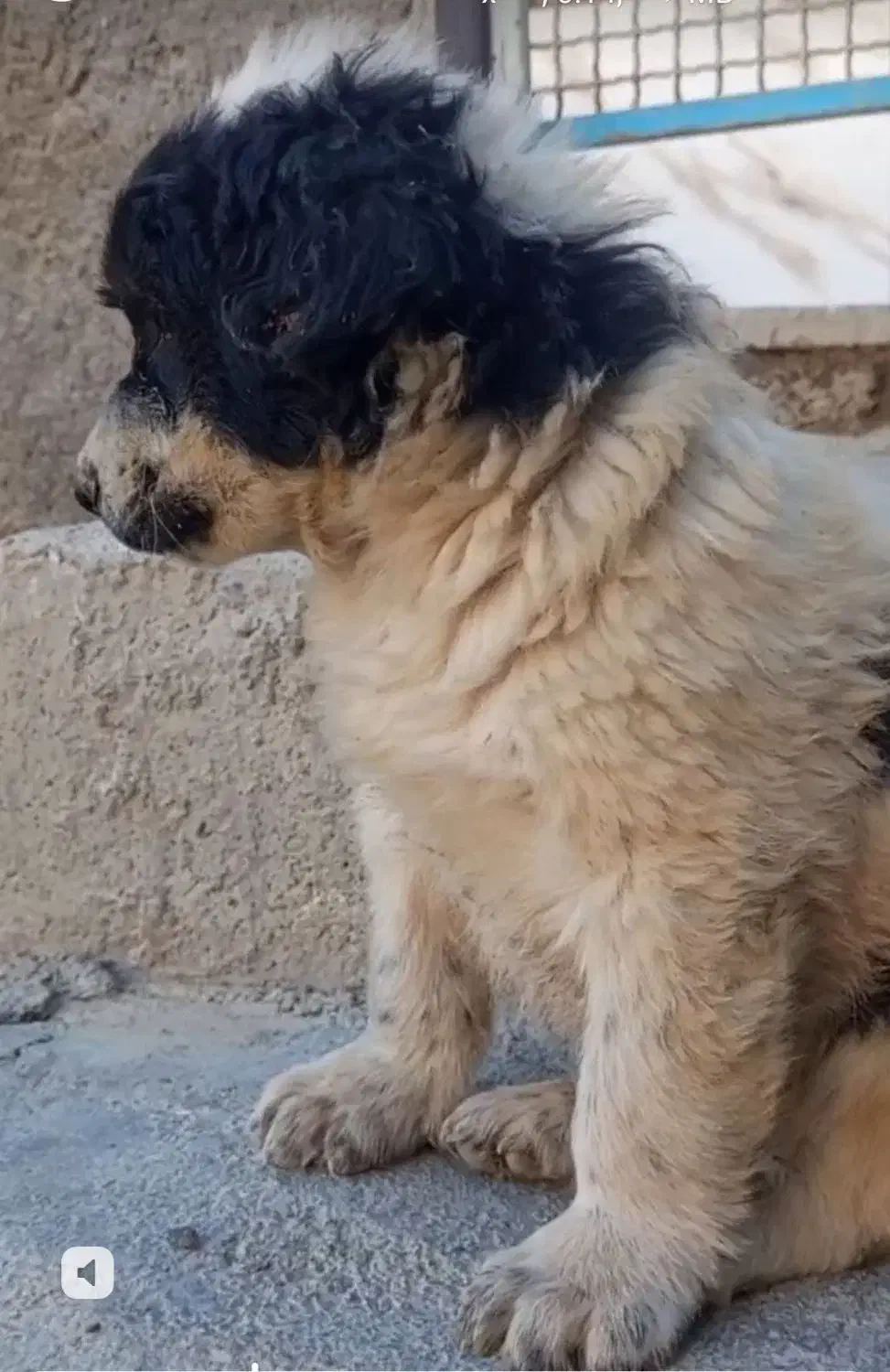 توله سگ قدرجونی|سگ|کرمان, |دیوار