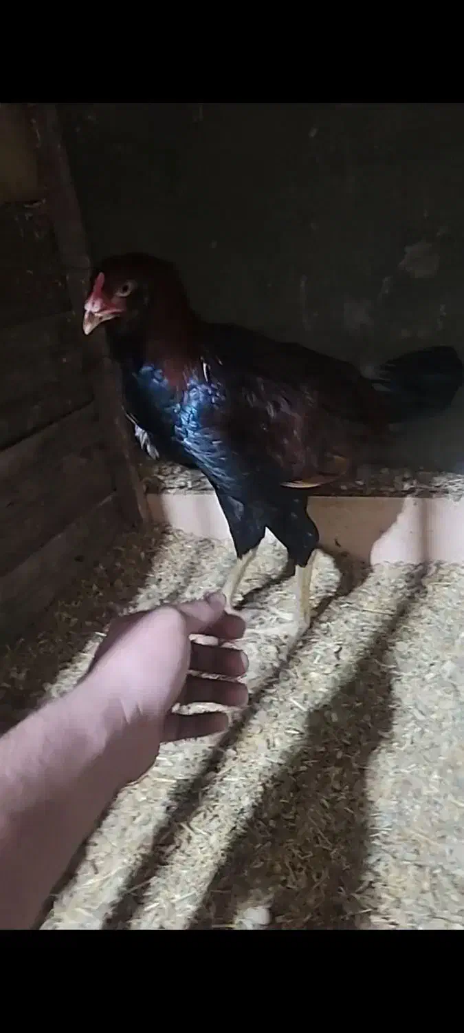 جوجه خروس لاری|حیوانات مزرعه|بابل, |دیوار