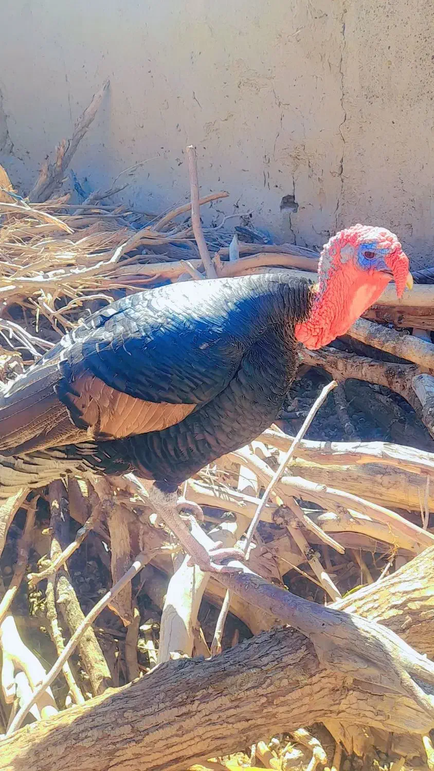 بوقلمون ۱ ساله نر|حیوانات مزرعه|خمک, |دیوار