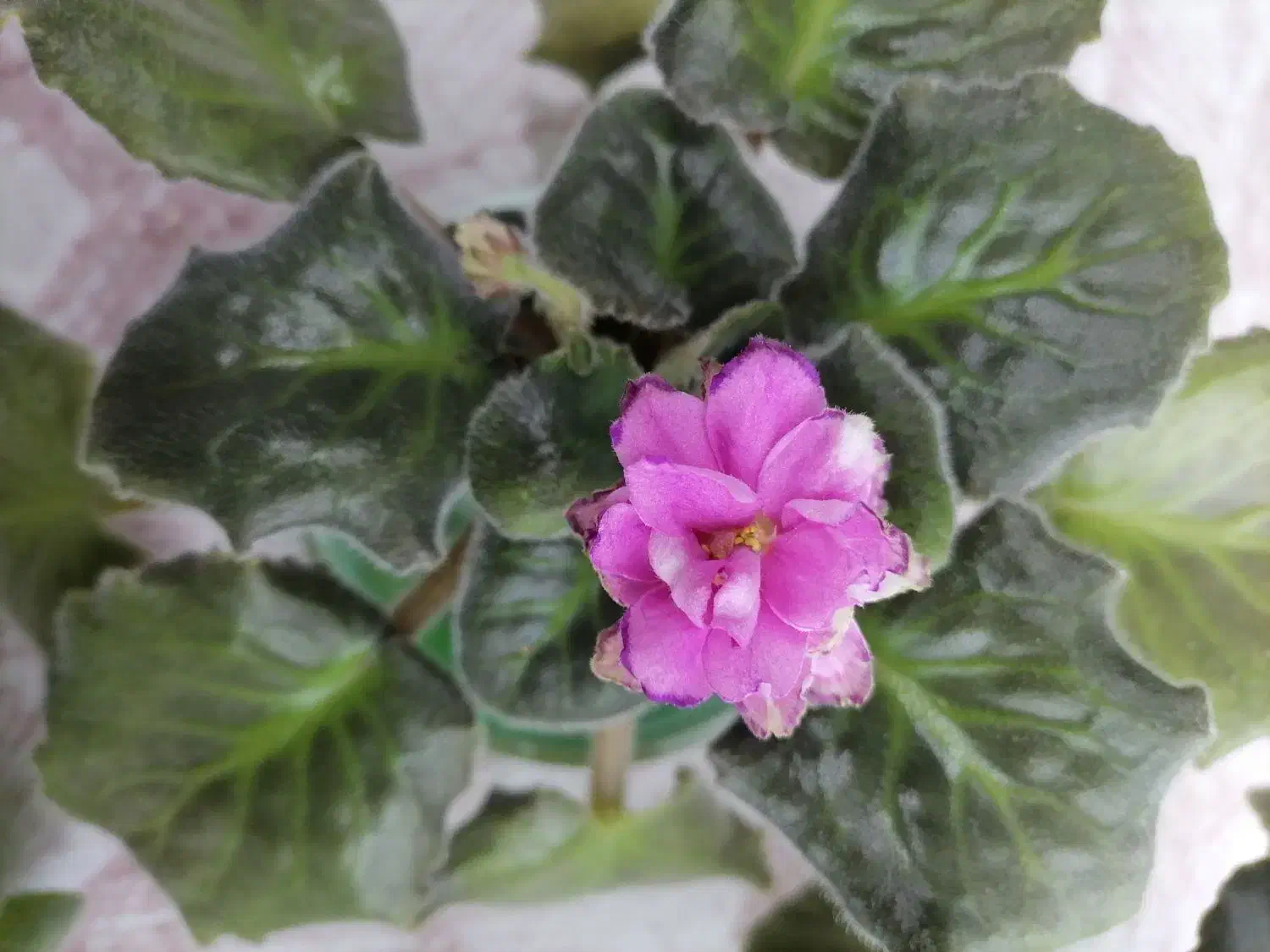 بنفشه آفریقایی گلدار|گل و گیاه طبیعی|چهاردانگه (تهران), |دیوار