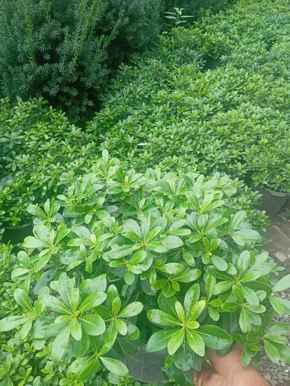 انواع گل بیرونی|گل و گیاه طبیعی|کلاچای, |دیوار