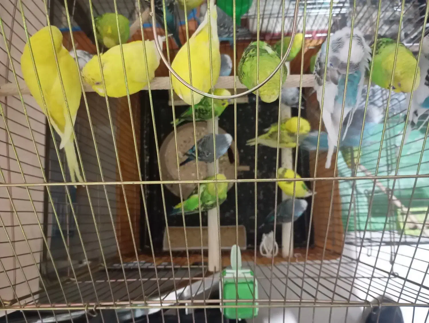 مرغ عشق صاف و کشیده سالم و سلامت|پرنده|تهران, افسریه جنوبی|دیوار