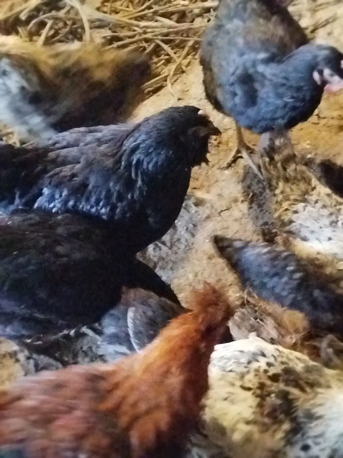 فروش مرغ محلی|حیوانات مزرعه|دماوند, دماوند|دیوار