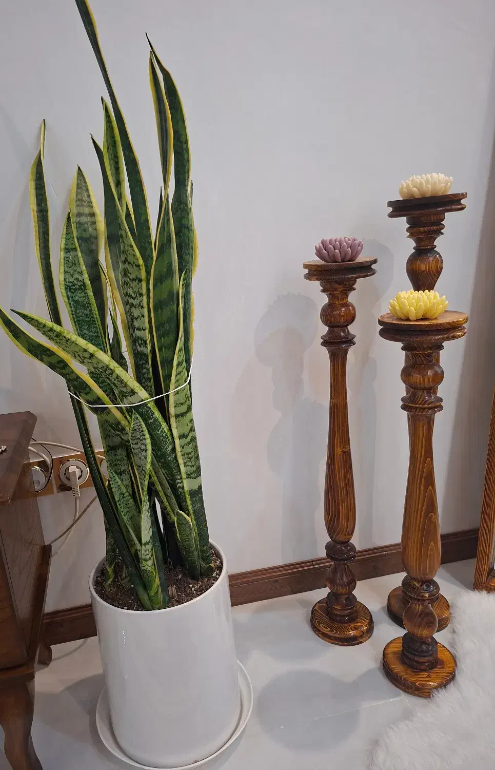 فروش گل سانسوریا ابلق خیلی بزرگ|گل و گیاه طبیعی|شیروان (خراسان), |دیوار