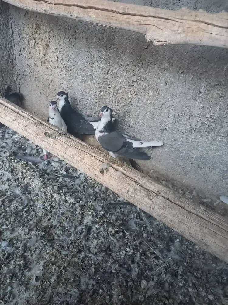 کبوتردمگیر|پرنده|برخوار, |دیوار