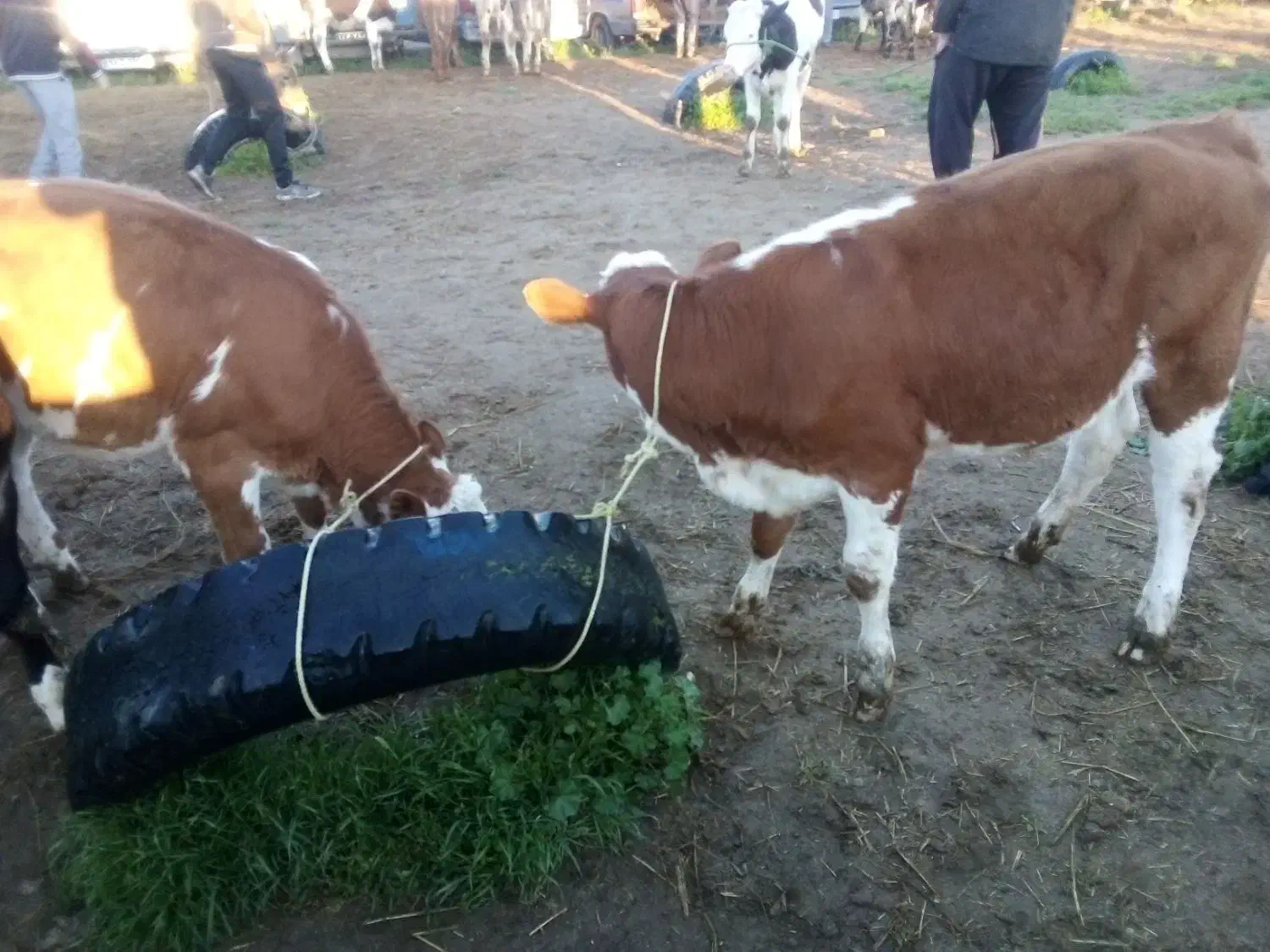 جمع آوری گوساله سیمینتال|حیوانات مزرعه|بندر ترکمن, |دیوار