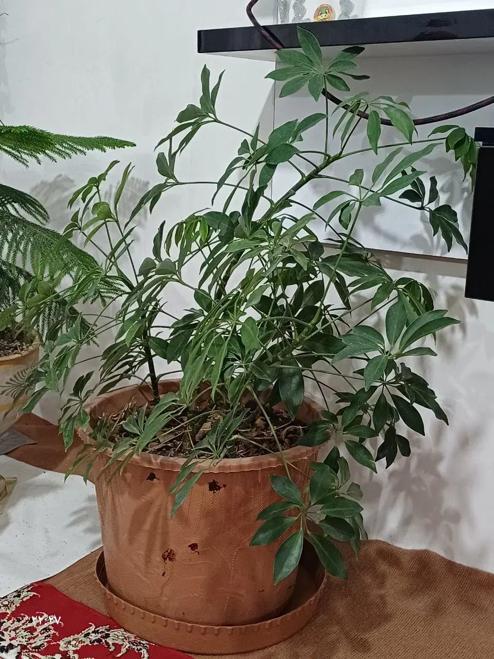 گل پنجه گرگی|گل و گیاه طبیعی|اردبیل, |دیوار