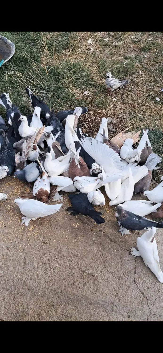 کبوتر|پرنده|اهر, |دیوار