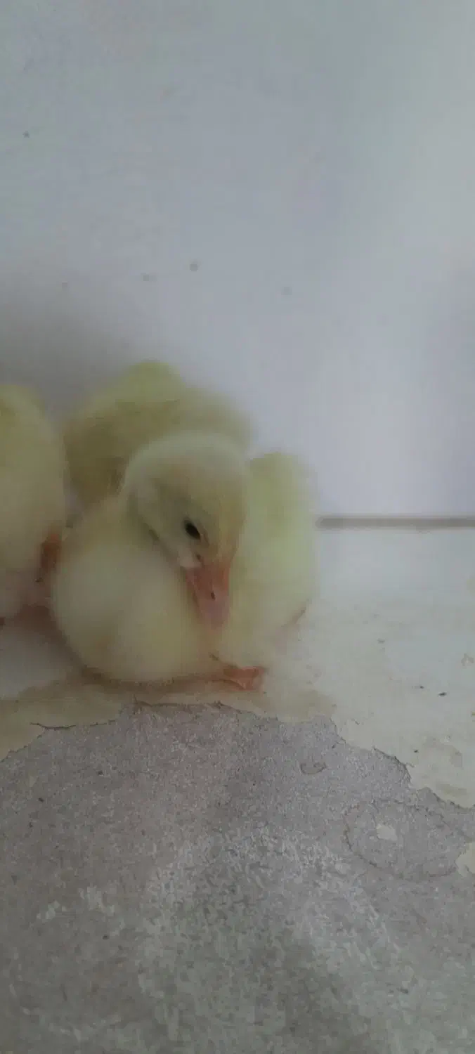 جوجه غاز اکراینی|حیوانات مزرعه|پاکدشت, پارچین|دیوار