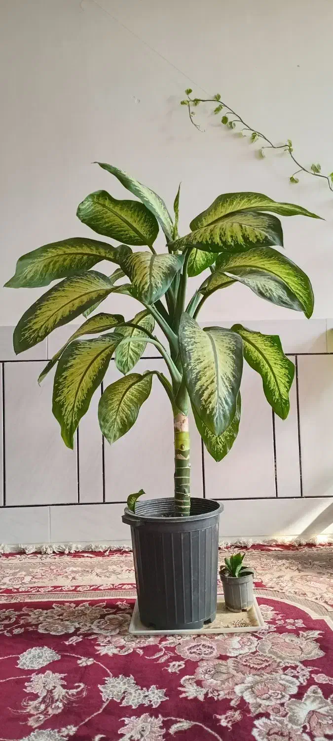 گل دیفن|گل و گیاه طبیعی|دزفول, |دیوار