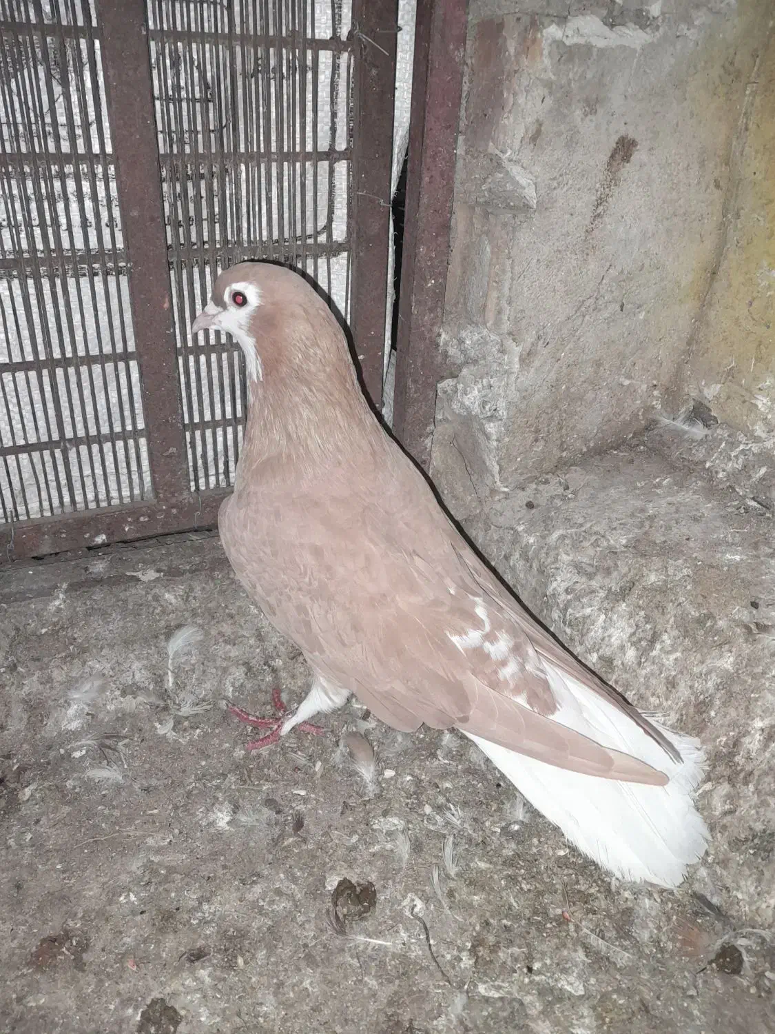 کبوتر رنگی|پرنده|گنبد کاووس, |دیوار