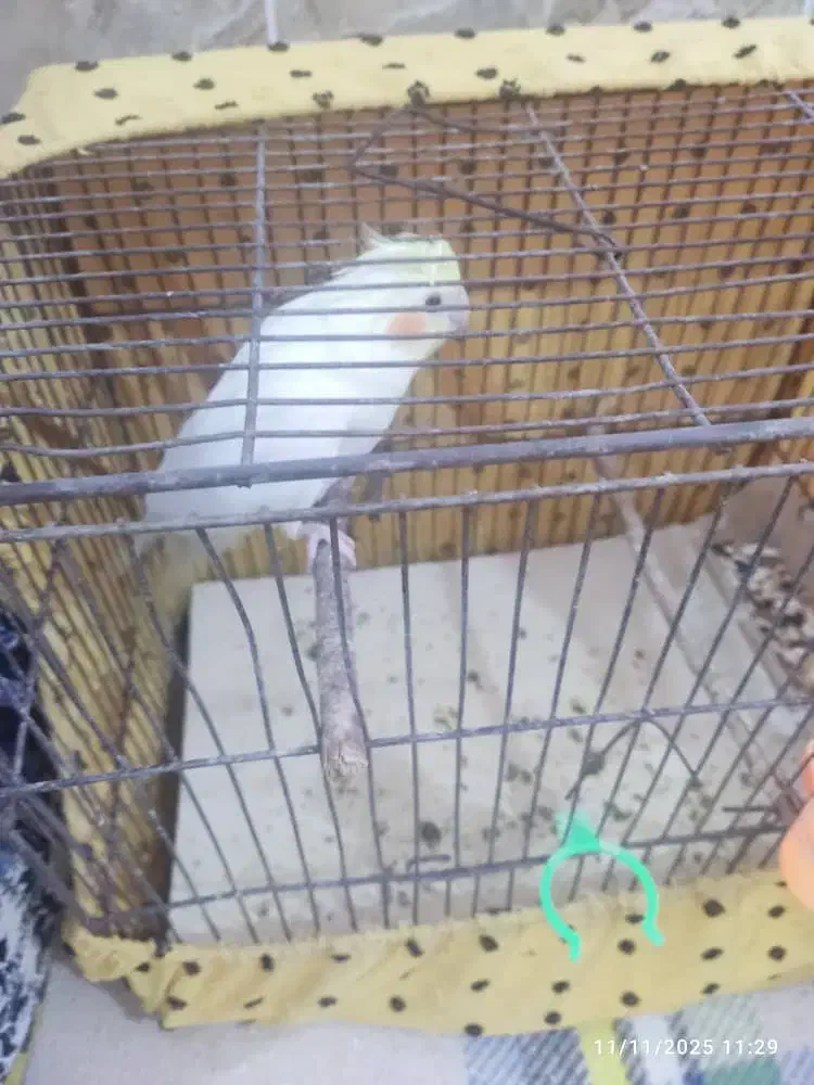 عروس هلندی لوتینیو|پرنده|بندر ماهشهر, |دیوار