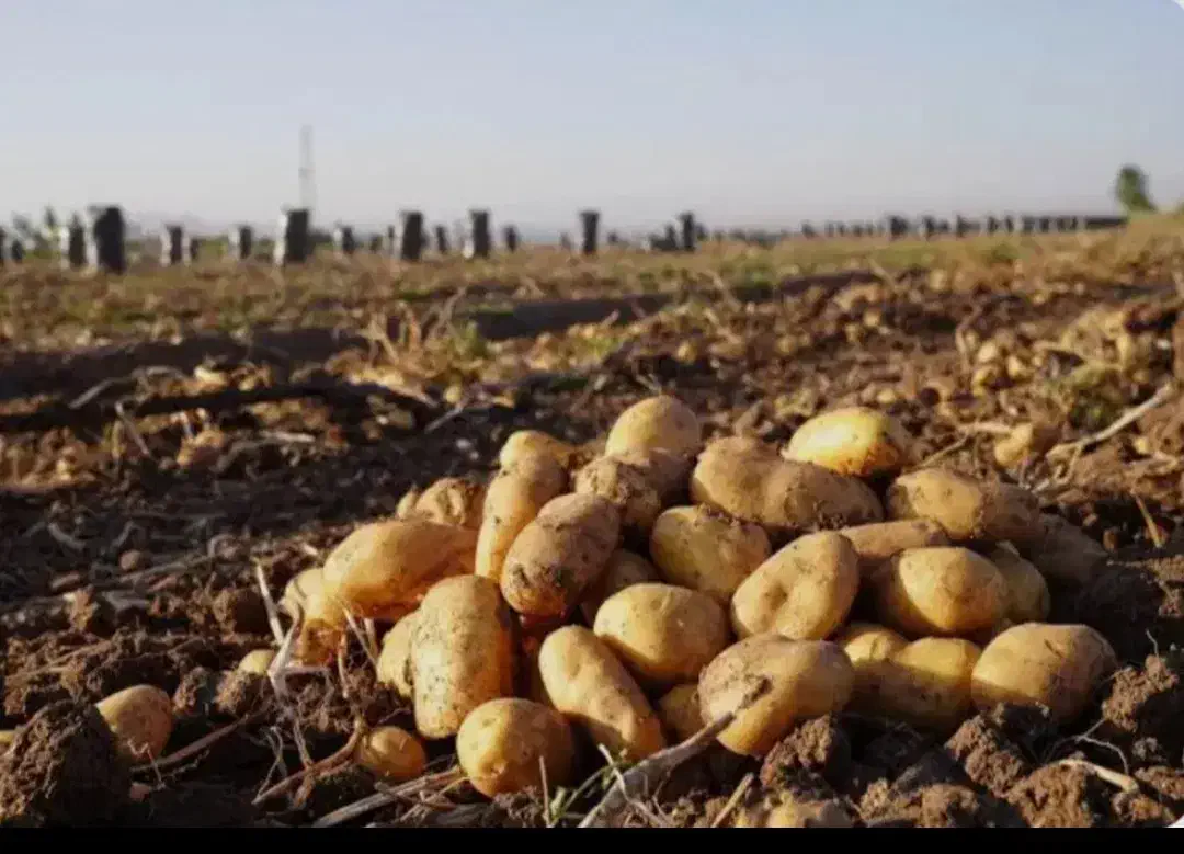 سیب زمینی یک|خوردنی و آشامیدنی|زاغه, |دیوار