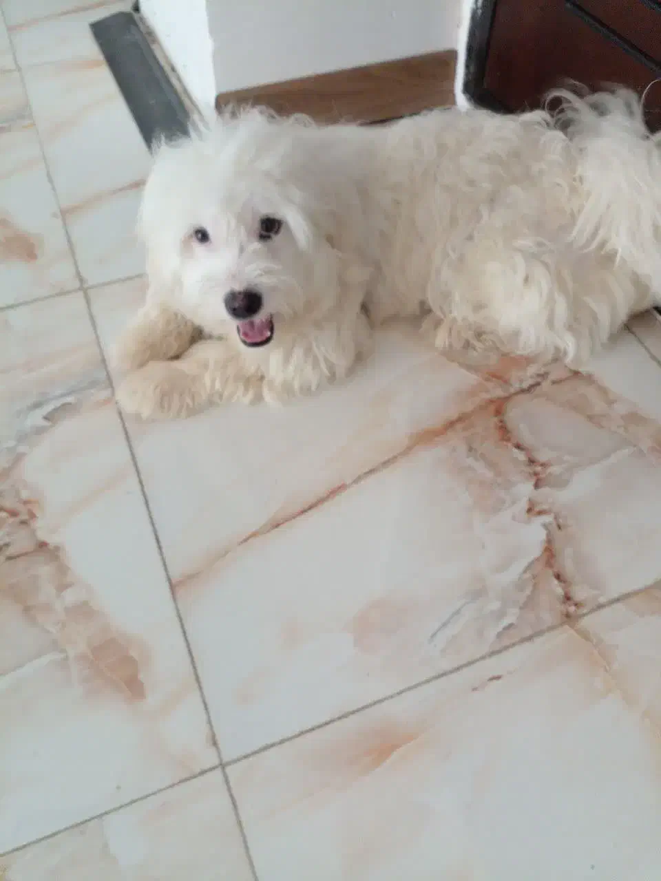 سگ پت نرماده نژادشیتزوتریر رایگان تکی هم واگذار|سگ|تهران, هفت حوض|دیوار