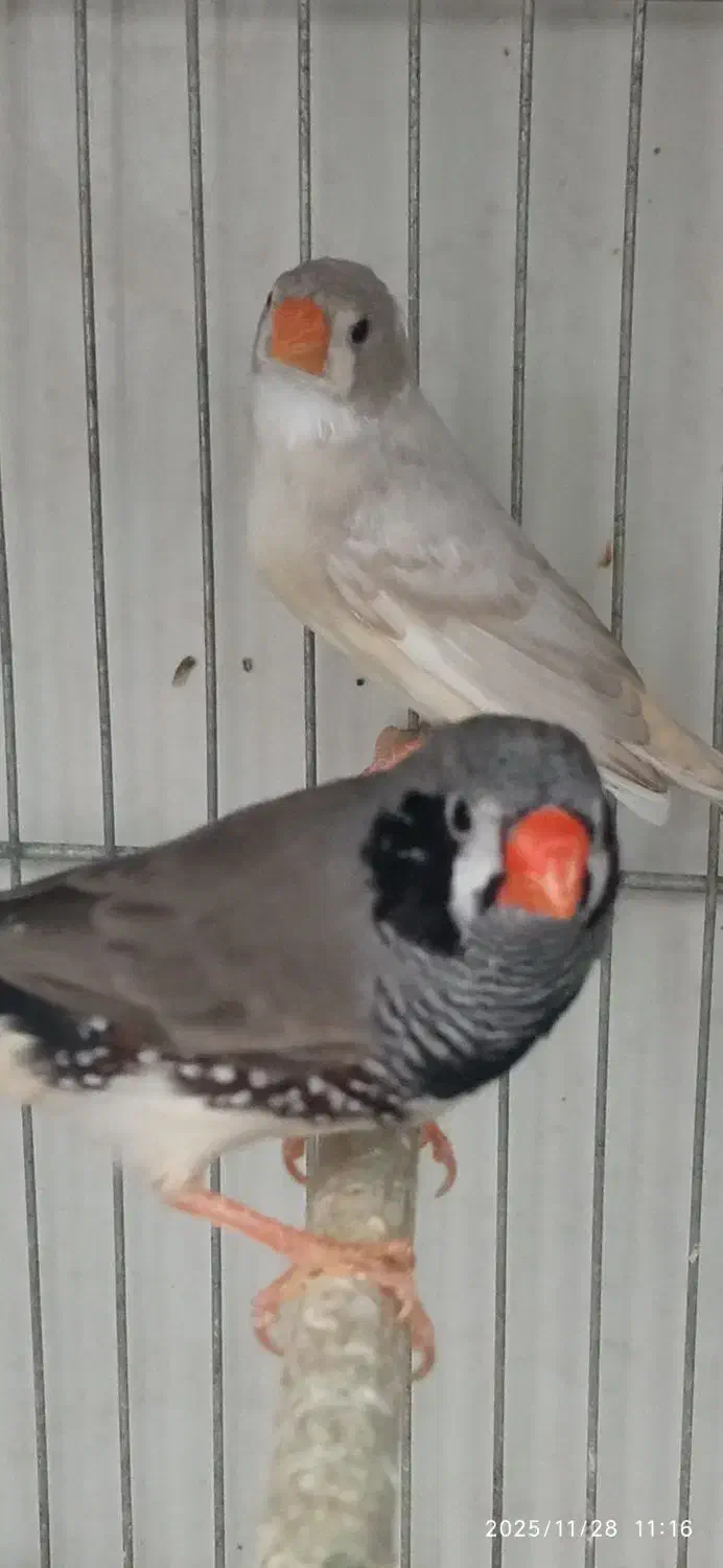 فنج|پرنده|قنوات, |دیوار