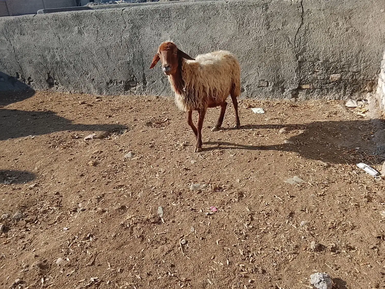 میش|حیوانات مزرعه|چناران, |دیوار