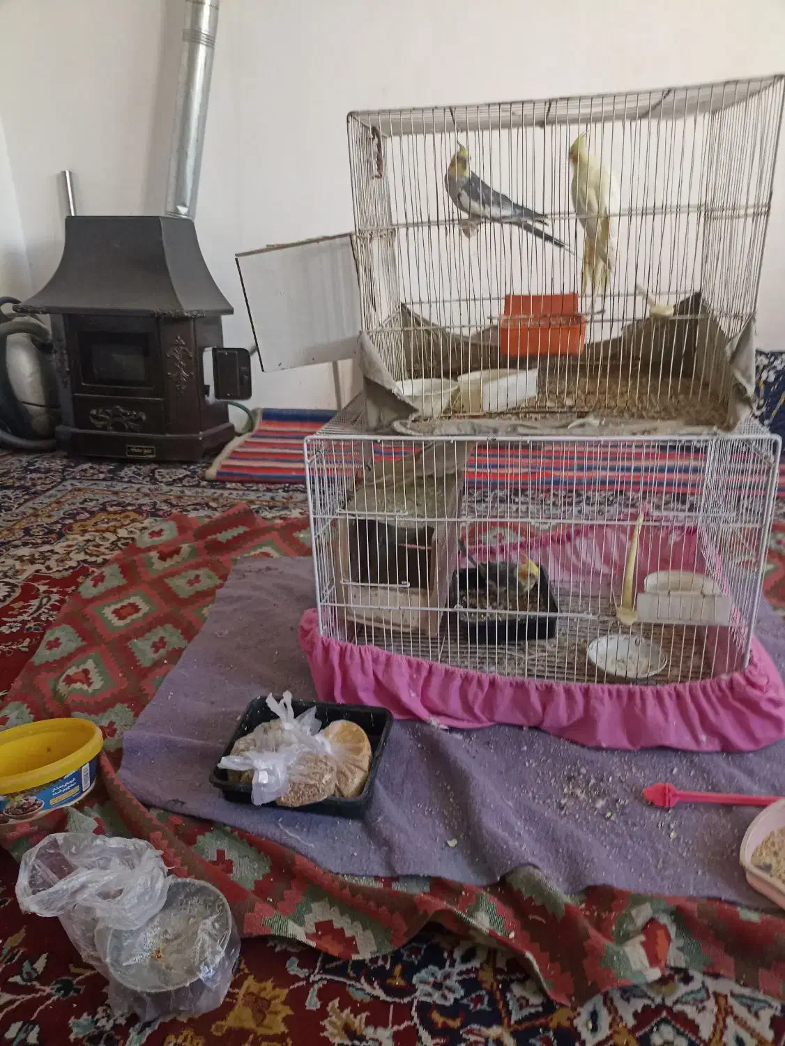 2جفت عروس هلندی بالغ|پرنده|مشهد, سجادیه|دیوار