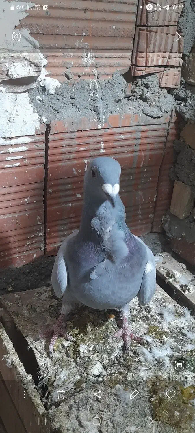 سبز فری ماده|پرنده|گنبد کاووس, |دیوار