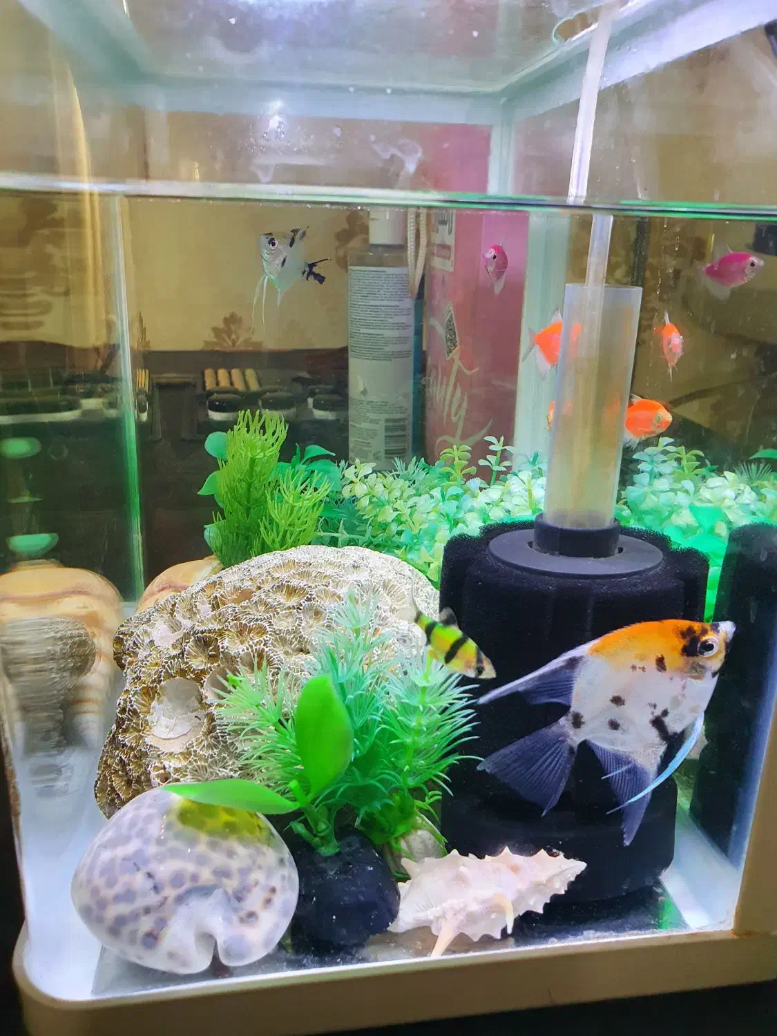 آکواریوم ماهی|ماهی|بندرعباس, |دیوار