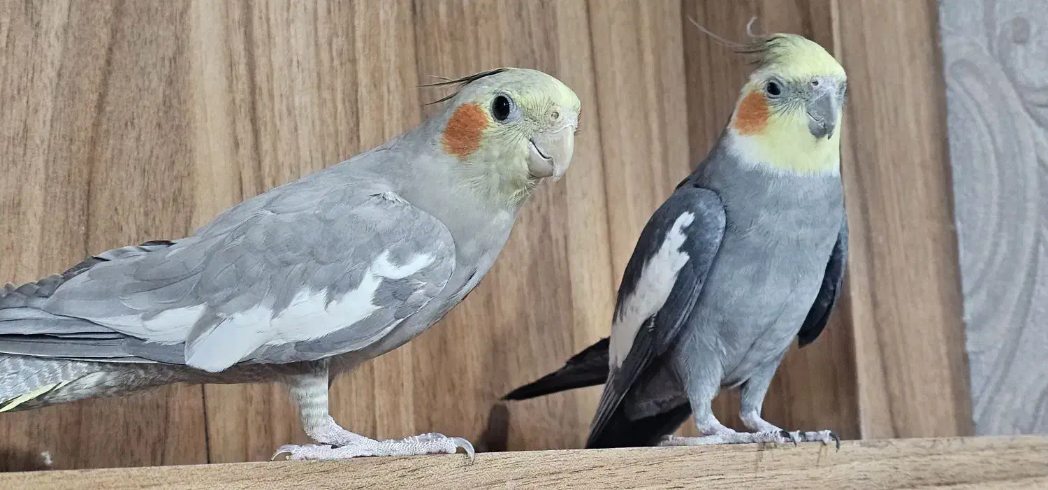 عروس هلندی|پرنده|سیرجان, |دیوار