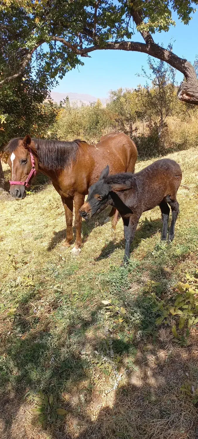 اسب مادیان|اسب و تجهیزات اسبسواری|میانه, |دیوار