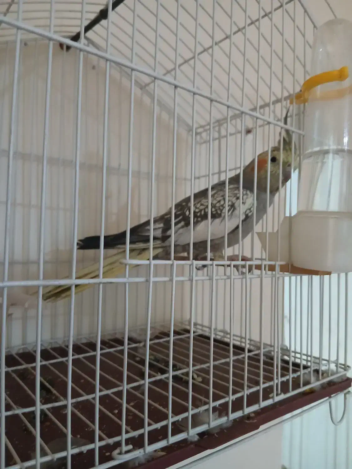 عروس مرواریدی نره|پرنده|شوشتر, |دیوار