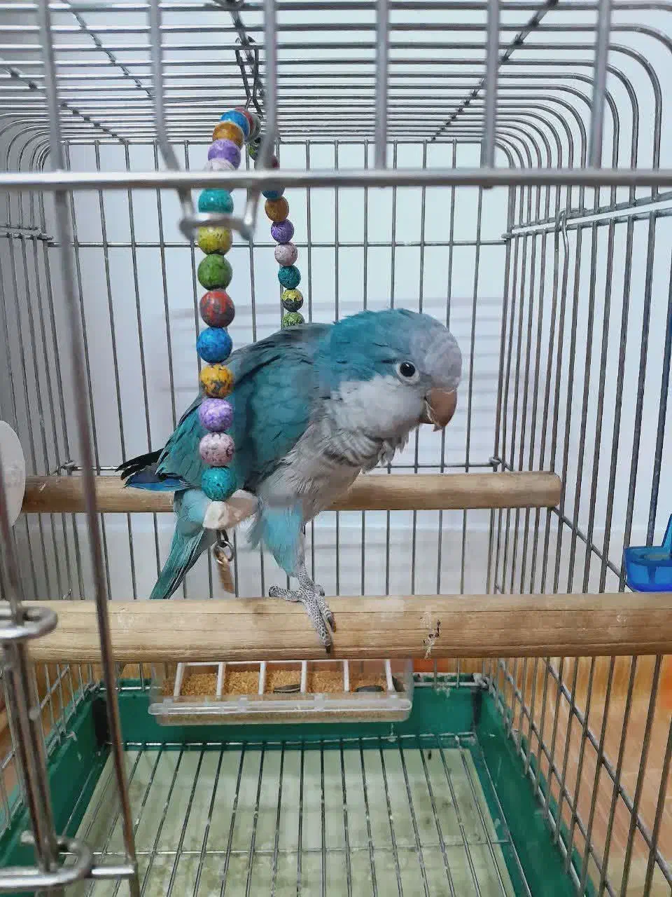 راهب سخنگو|پرنده|شاهرود, |دیوار