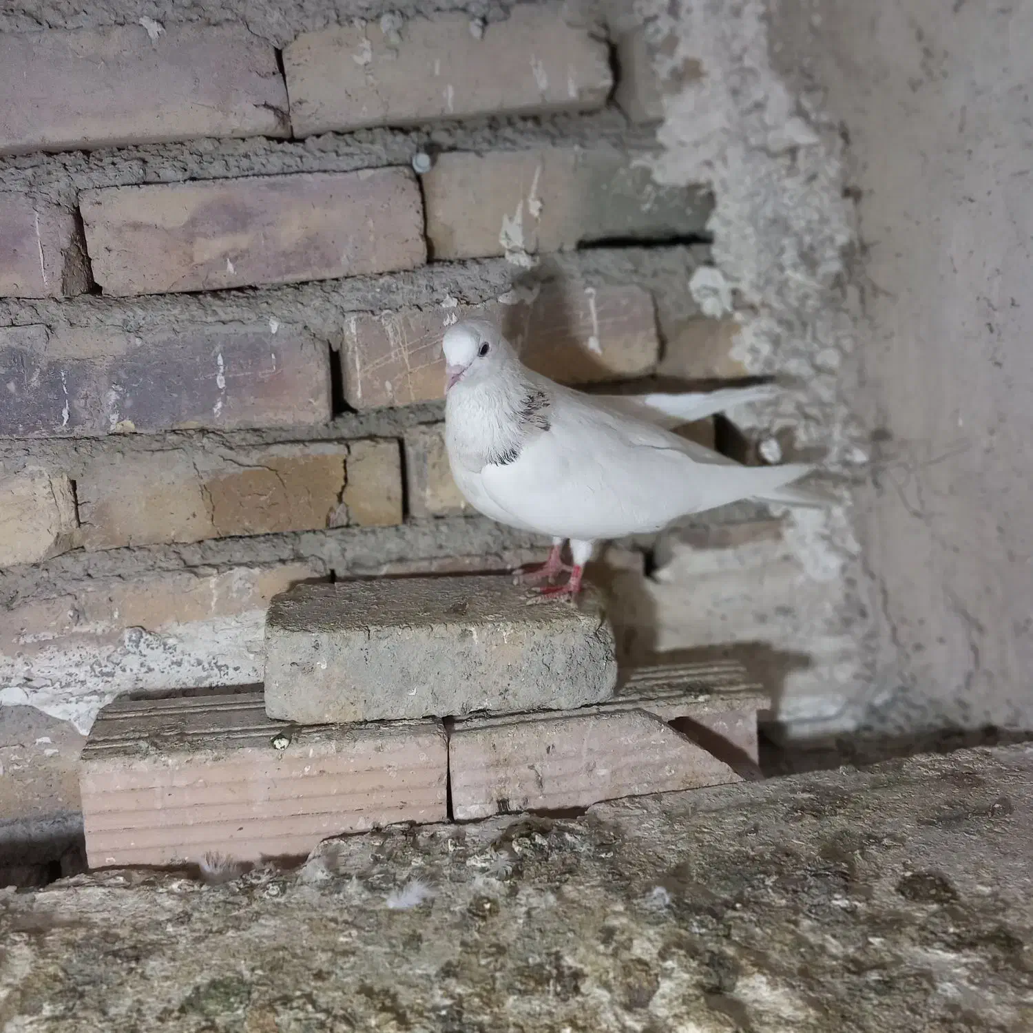 کفتر|پرنده|مشکیندشت, |دیوار