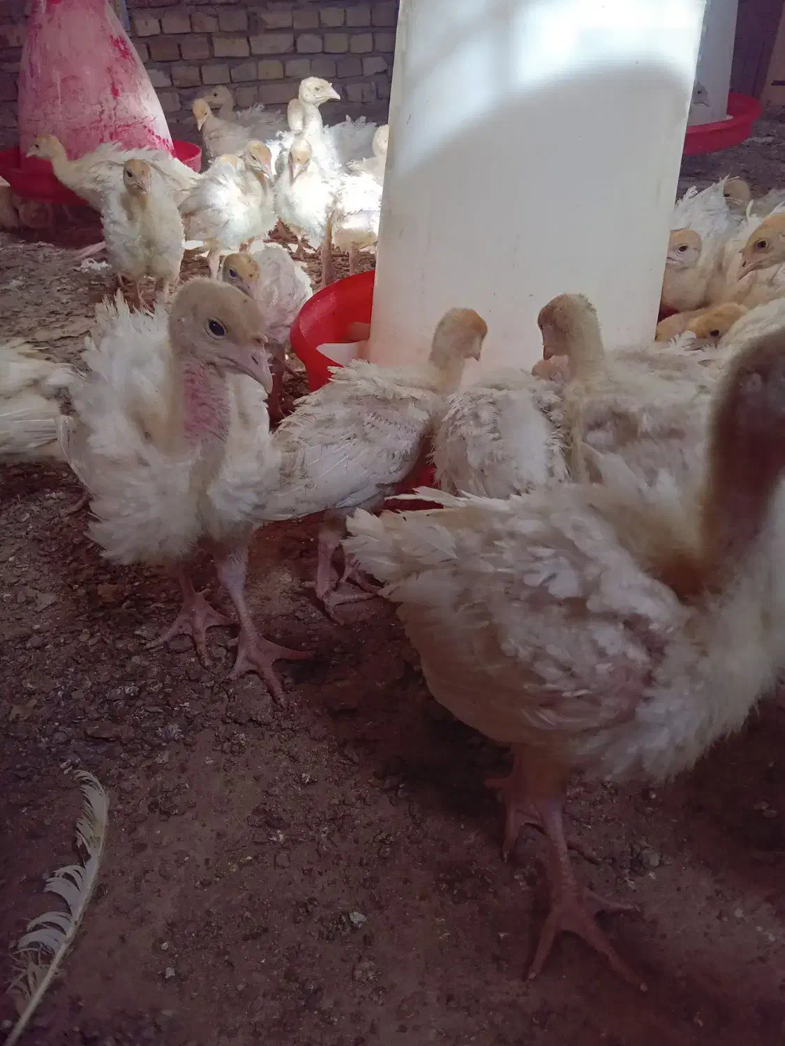 بوقلمون زرین|حیوانات مزرعه|قزوین, |دیوار