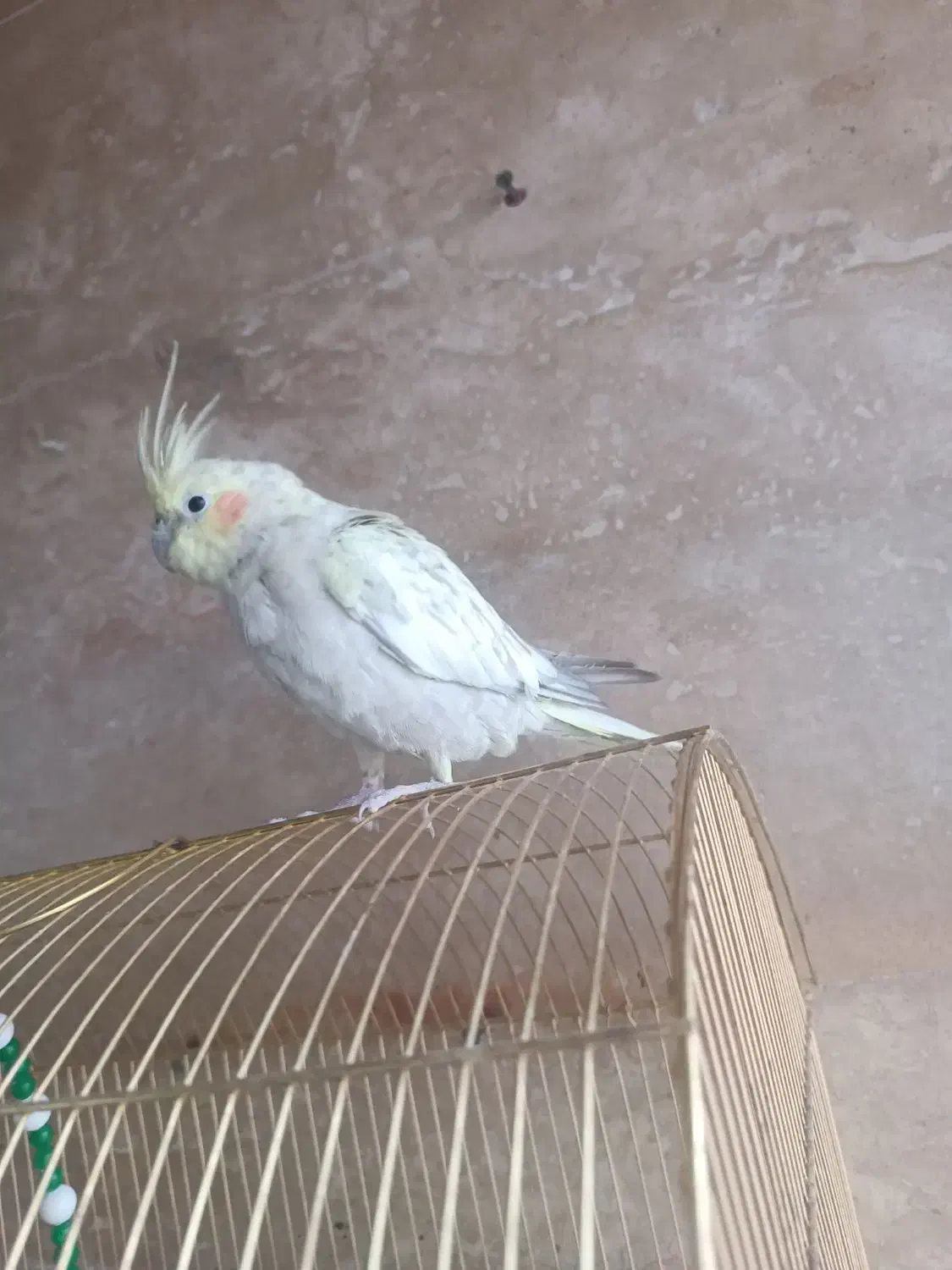 عروس هلندی ماده گل باقالی|پرنده|ملایر, |دیوار