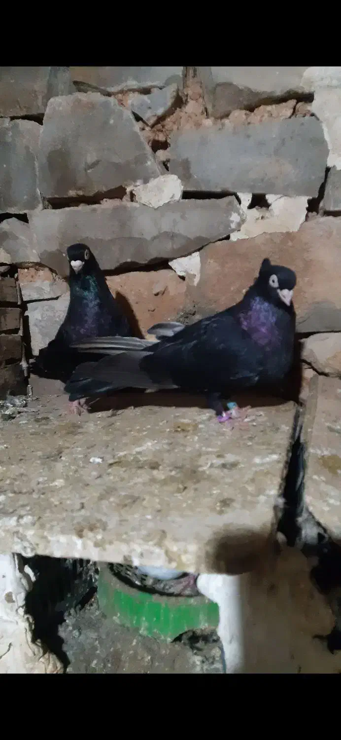 کفتر چند جفت|پرنده|اهواز, امانیه|دیوار