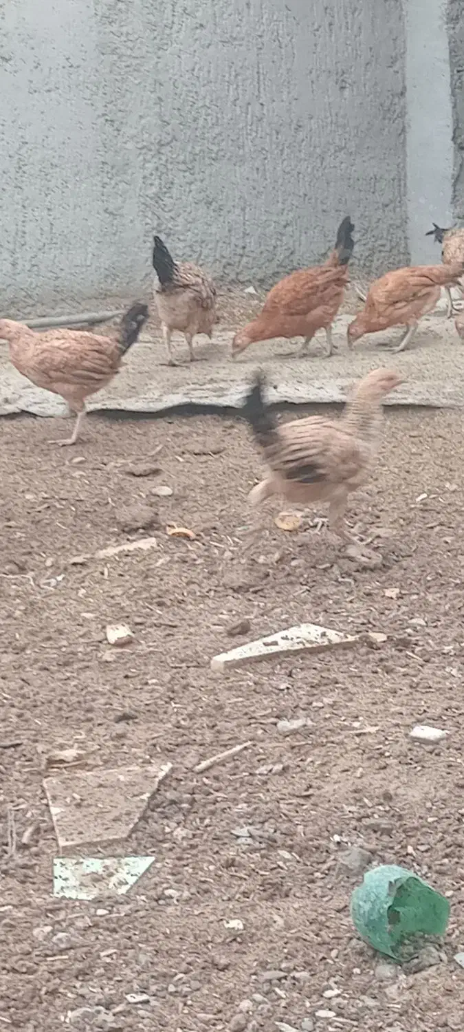 جوجه محلی شوروایی|حیوانات مزرعه|هامون, |دیوار