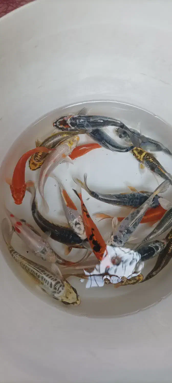 ماهی‌کوی|ماهی|اسلام‌‌آباد غرب, |دیوار