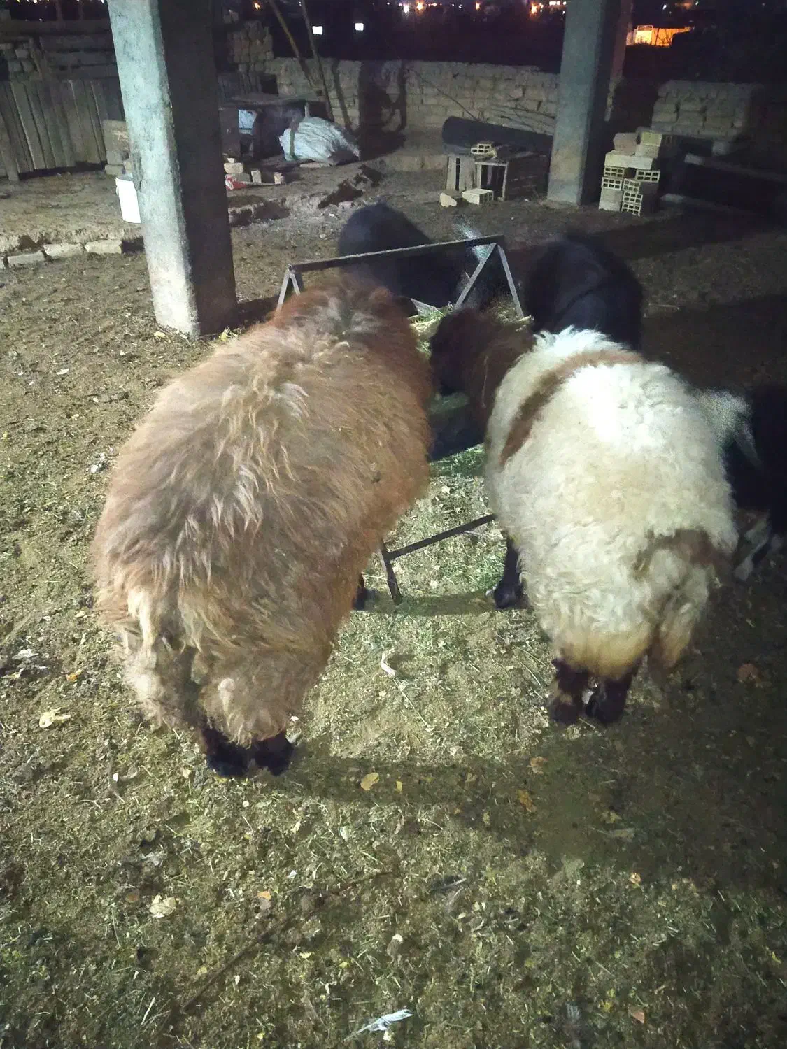 بره ،بزغاله|حیوانات مزرعه|مبارکه, |دیوار