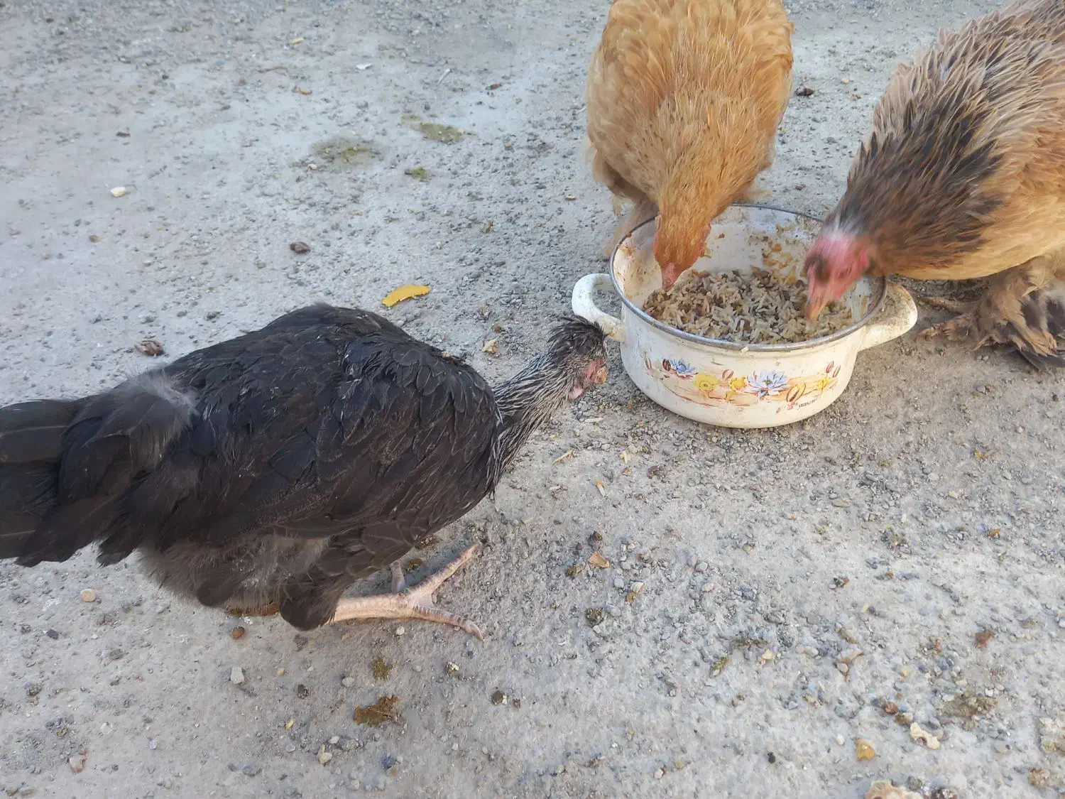 مرغ تخم گذار|حیوانات مزرعه|خمینی‌شهر, |دیوار