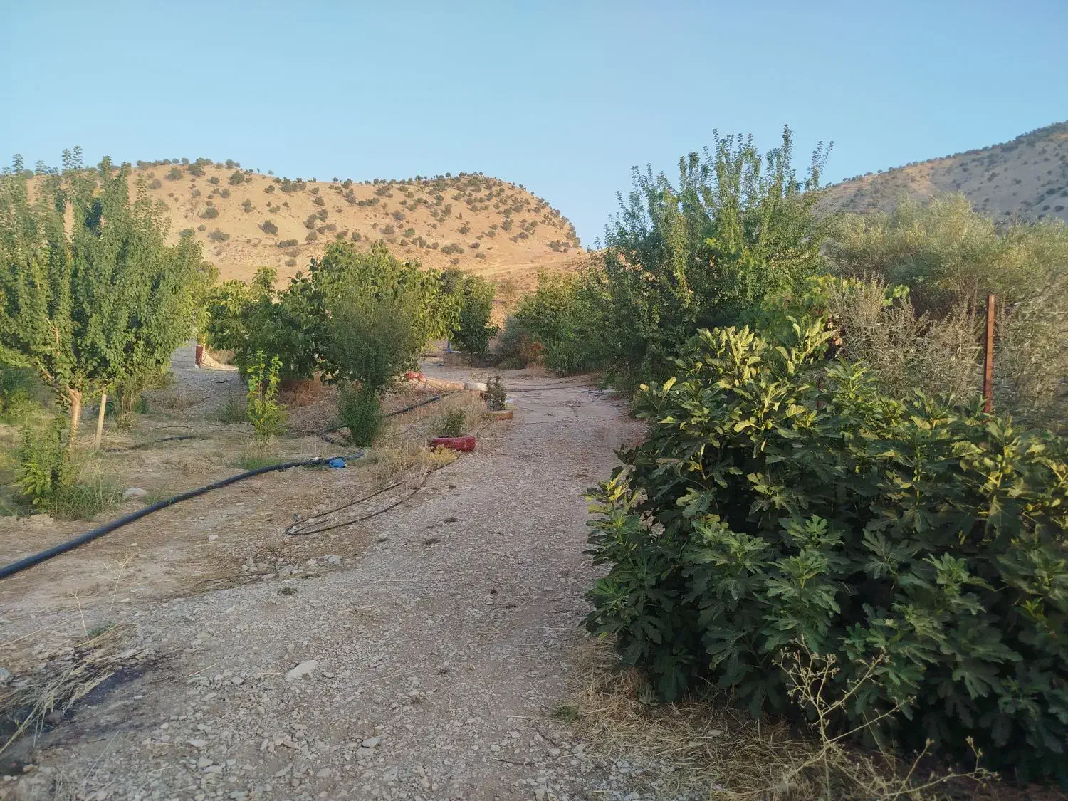 فروش باغ در میشخاص|فروش خانه و ویلا|سیوان, |دیوار