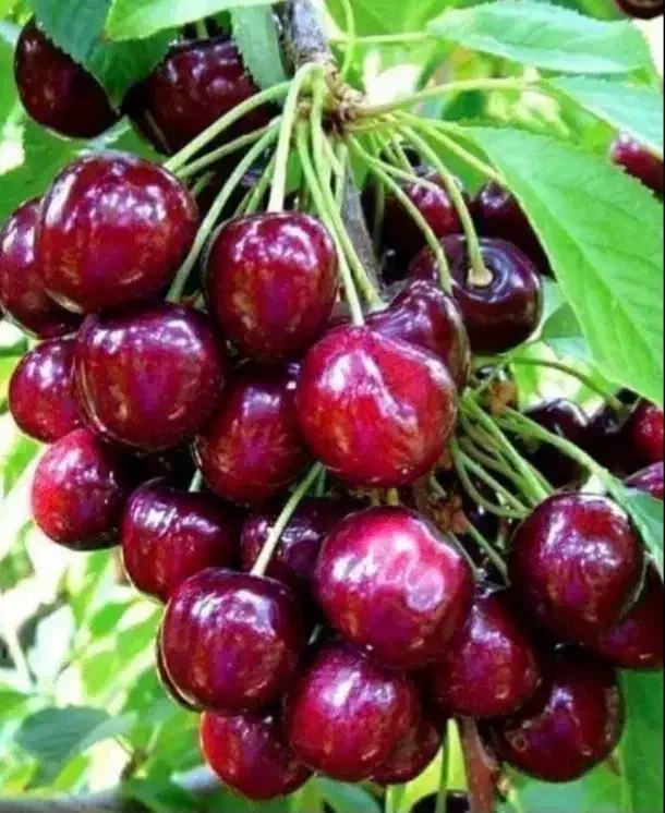 فروش باغ در سیسخت یاسوج|فروش زمین و ملک کلنگی|سیسخت, |دیوار