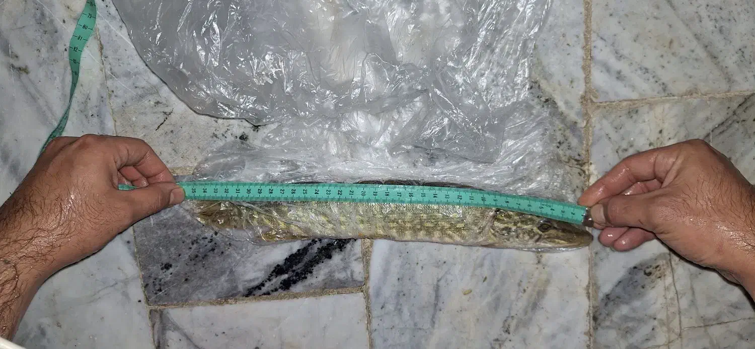 اردک ماهی|ماهی|اصفهان, کارلادان|دیوار