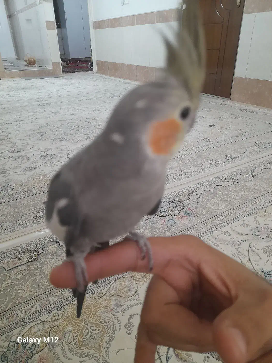 عروس هلندی سالم|پرنده|قم, محمد آباد|دیوار