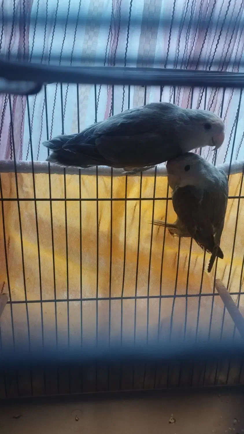 طوطی برزیلی|پرنده|رباط‌کریم, رباط‌کریم|دیوار