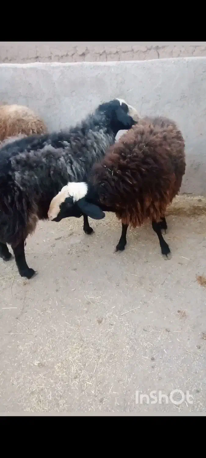 فروشی فوری سه عدد قوچ|حیوانات مزرعه|تاکستان, |دیوار