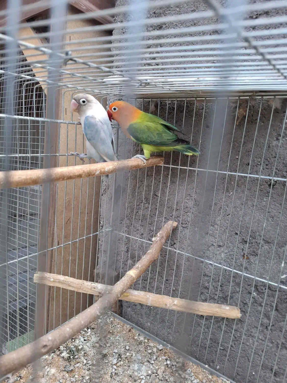 جفت مولد طوطی کوتوله|پرنده|بم, |دیوار