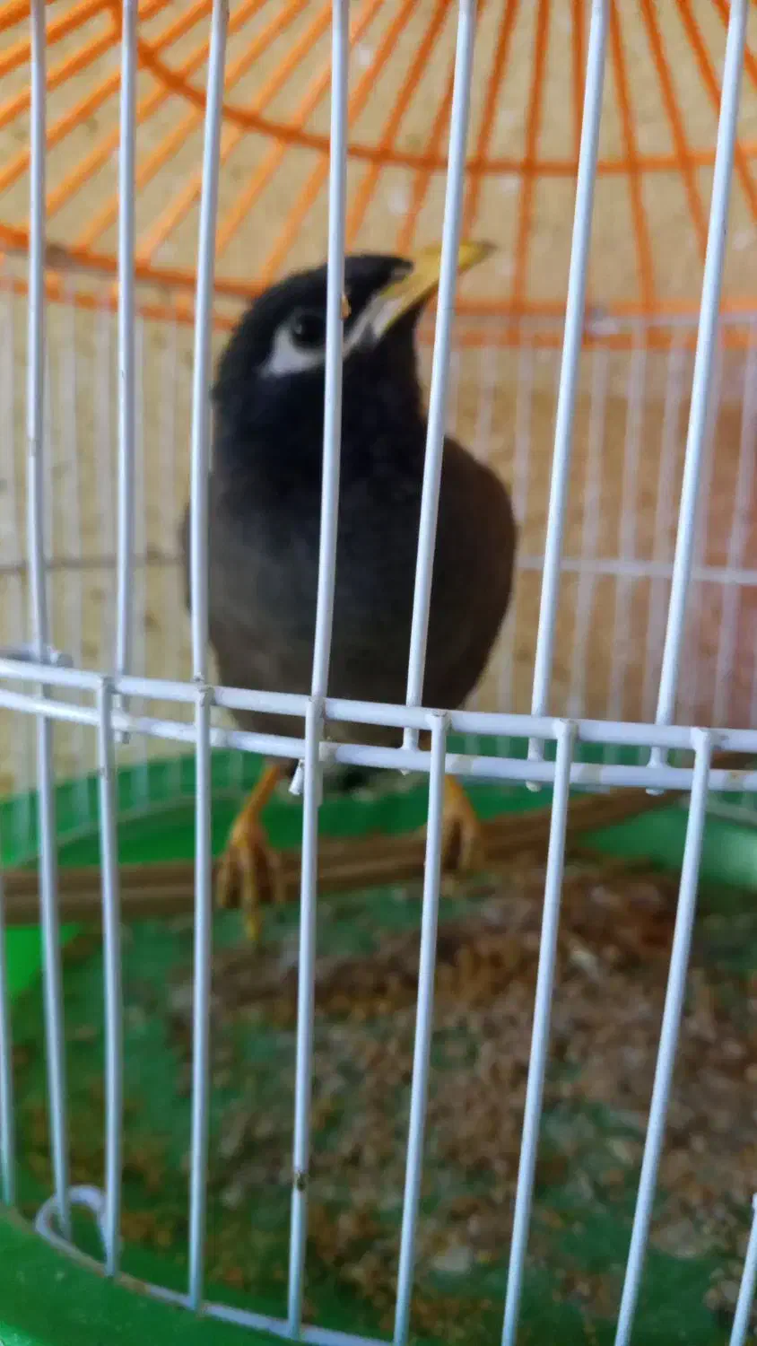 مرغ مینا|پرنده|بند زرک, |دیوار