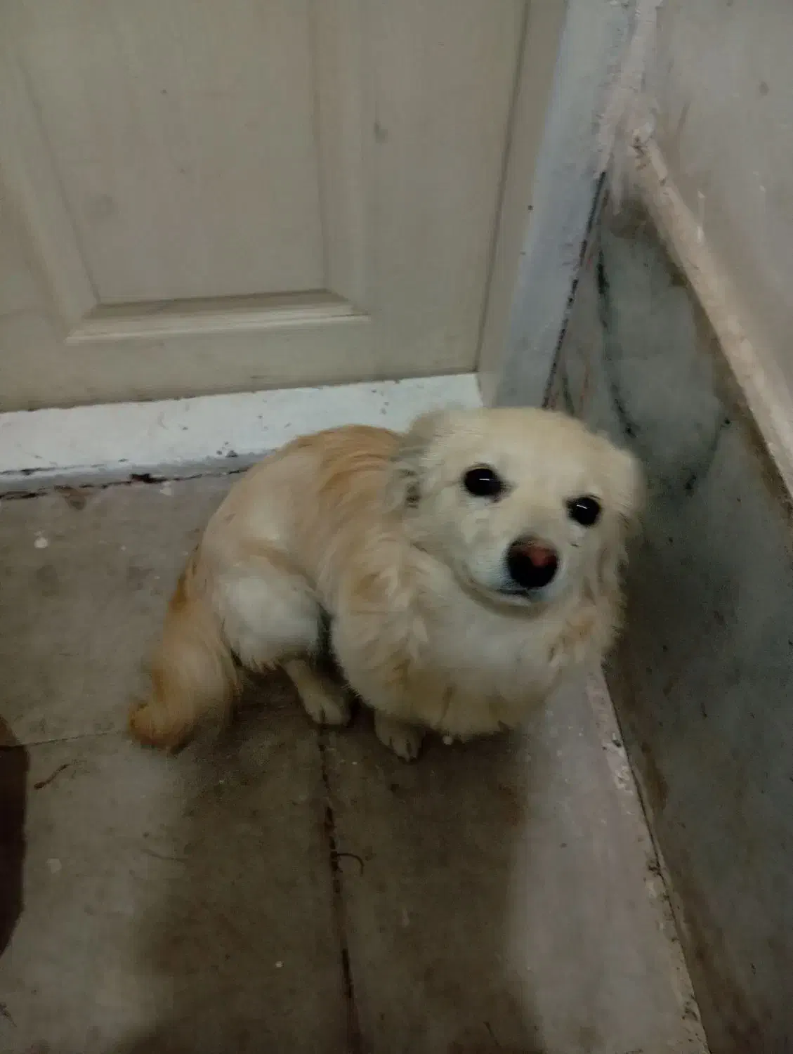 سه تاسگ پاکوتاه|سگ|بم, |دیوار