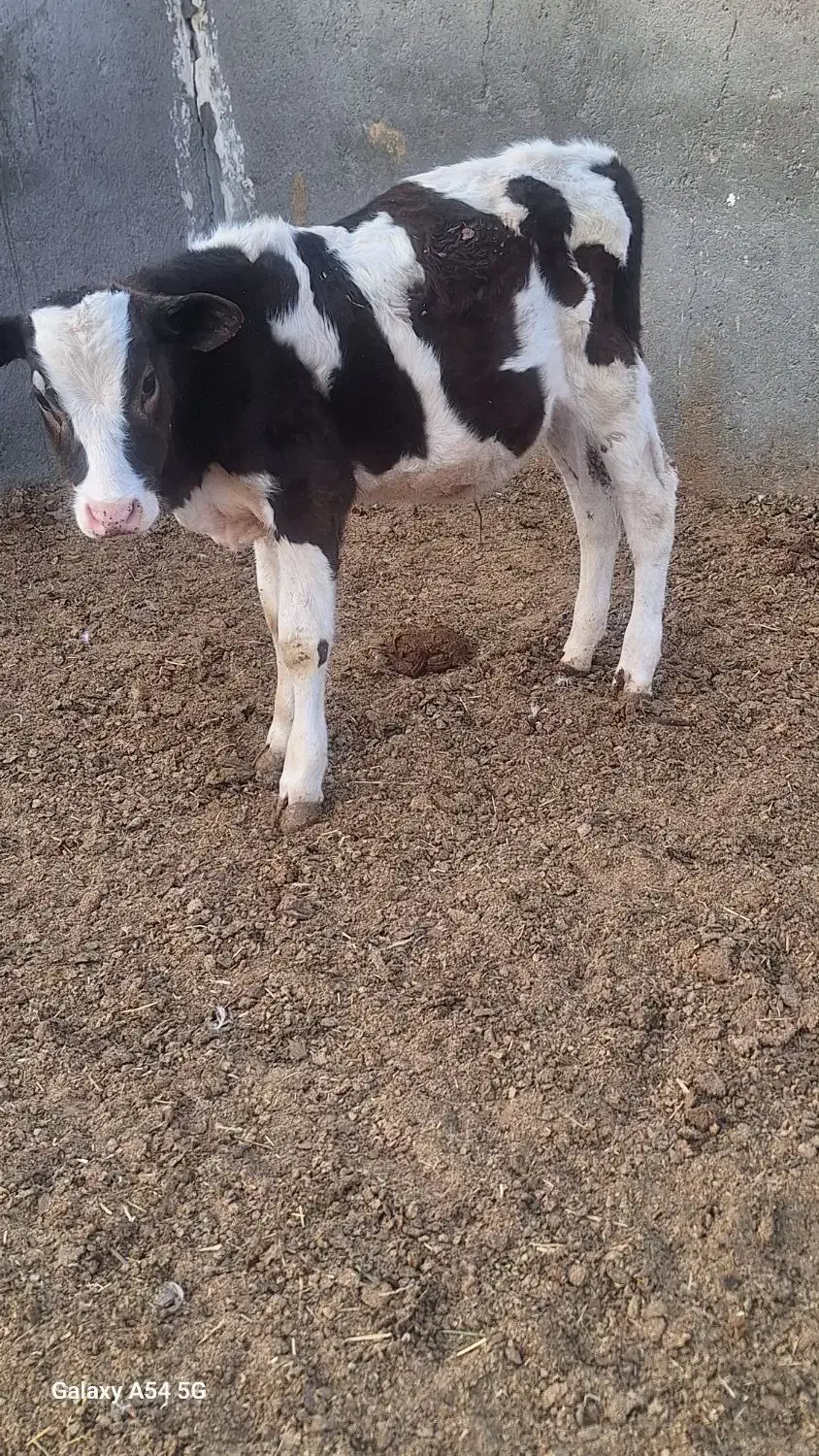 گوساله ماده و گوساله نر|حیوانات مزرعه|جعفرآباد, |دیوار