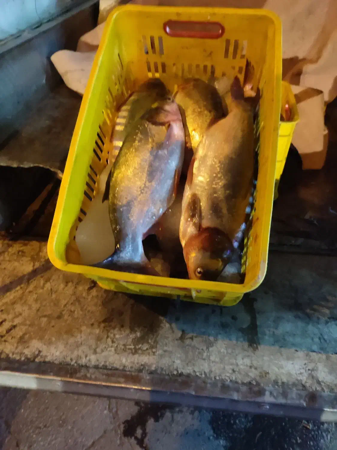 شیلات|خوردنی و آشامیدنی|سروآباد, |دیوار