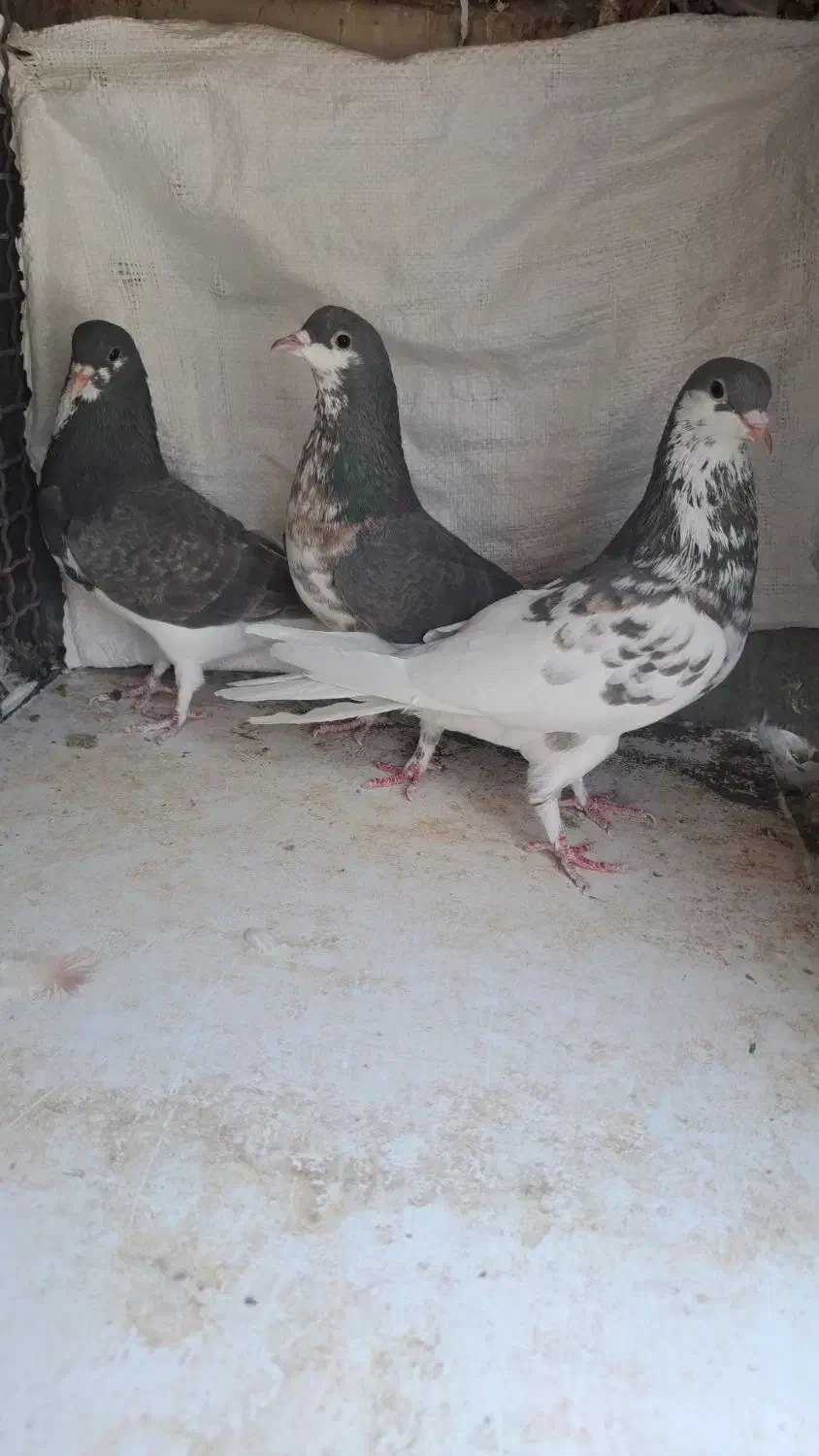 سه عدد ماده شهری قهوای|پرنده|شیراز, شهرک مفتح|دیوار