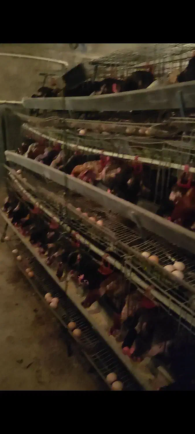 مرغ بومی تخمگذار (زیر قیمت)|پرنده|قنوات, |دیوار